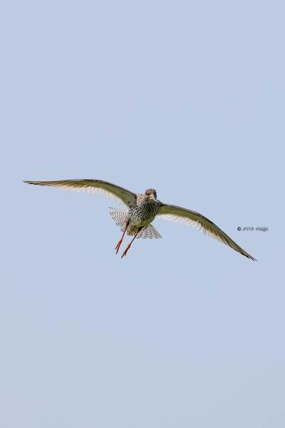 BR8A4224-Tureluur-Common-Redshank-Rotschenkel-Chevalier-gambette-Archibebe-comun_1