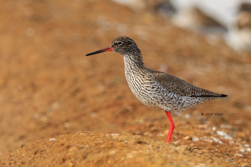 BR8A4471-Tureluur-Common-Redshank-Rotschenkel-Chevalier-gambette-Archibebe-comun_1