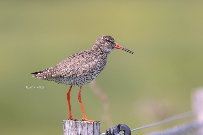 BR8A4515-Tureluur-Common-Redshank-Rotschenkel-Chier-gambette-Archibebe-comun_1