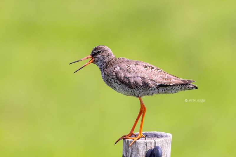 BR8A4602-Tureluur-Common-Redshank-Rotschenkel-Chier-gambette-Archibebe-comun_1