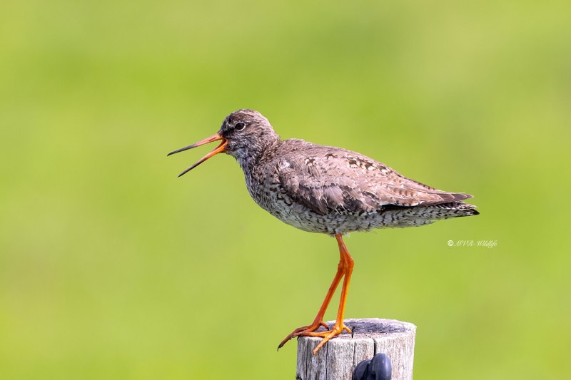 BR8A4602-Tureluur-Common-Redshank-Rotschenkel-Chevalier-gambette-Archibebe-comun_1