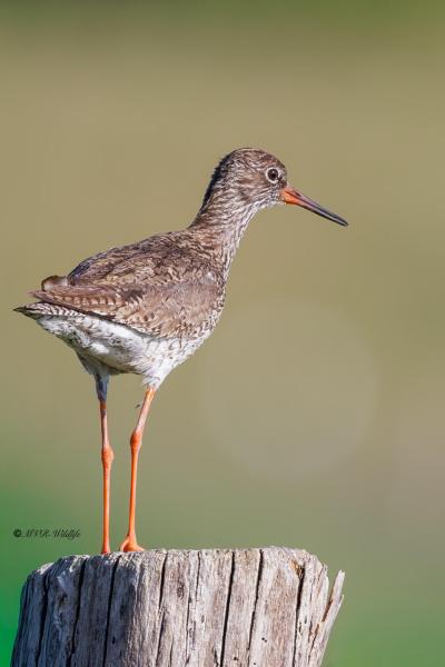 BR8A9797-Tureluur-Common-Redshank-Rotschenkel-Chevalier-gambette-Archibebe-comun_1