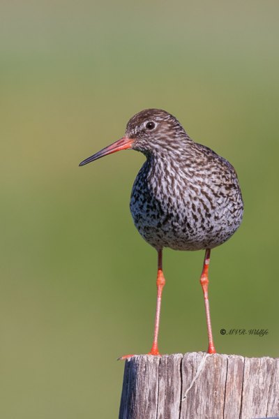 BR8A9885-Tureluur-Common-Redshank-Rotschenkel-Chevalier-gambette-Archibebe-comun_1