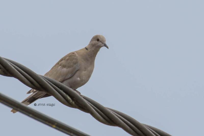 77A1165-Turkse-Tortel-Eurasian-Collared-Dove-Turkentaube-Tourterelle-Turque-Tortola-Turca_1