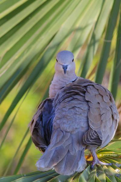 B65A4204-Turkse-Tortel-Eurasian-Collared-Dove-Turkentaube-Tourterelle-Turque-Tortola-Turca_1
