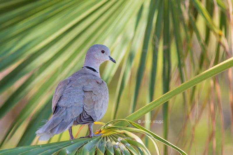 B65A4211-Turkse-Tortel-Eurasian-Collared-Dove-Turkentaube-Tourterelle-Turque-Tortola-Turca_1
