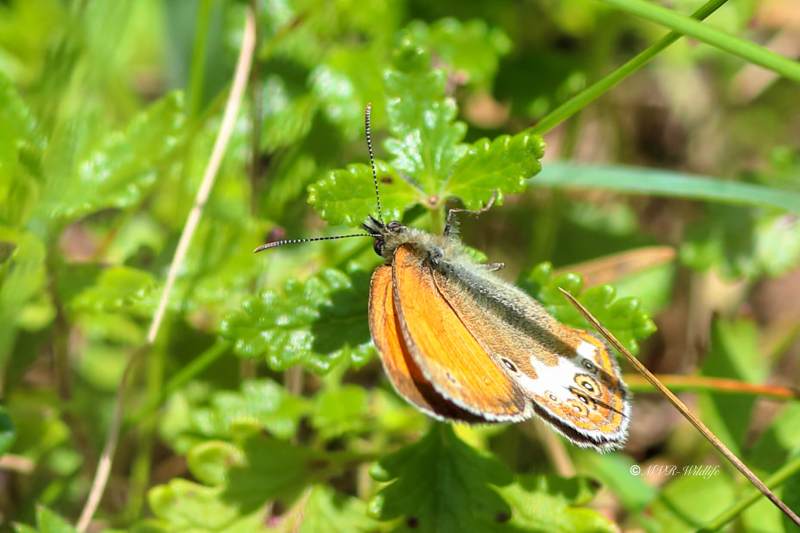 B65A4185-Tweekleurig-hooibeestje-Coenonympha-arcania-Pearly-Heath-Perlgrasfalter-Cephale-Mancha-leonada_1