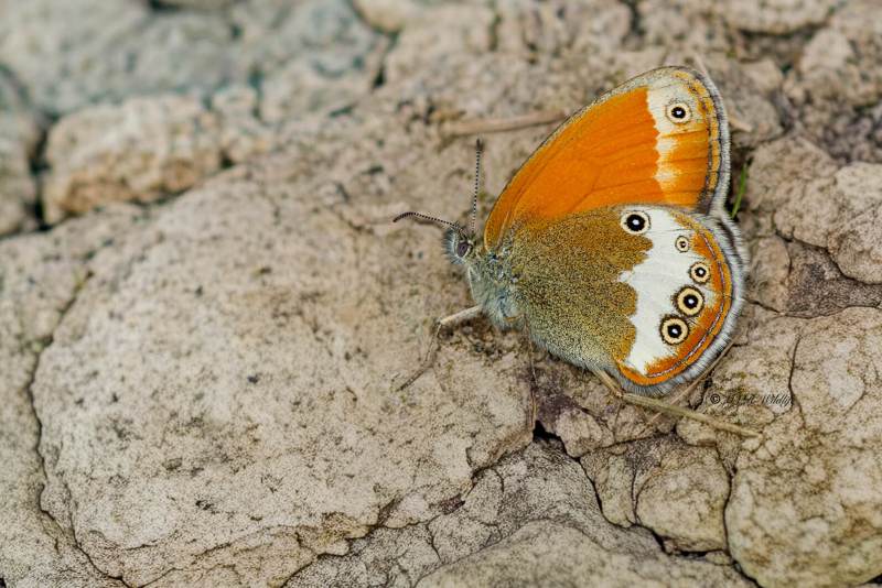 B65A4308-Tweekleurig-hooibeestje-Coenonympha-arcania-Pearly-Heath-Perlgrasfalter-Cephale-Mancha-leonada_1
