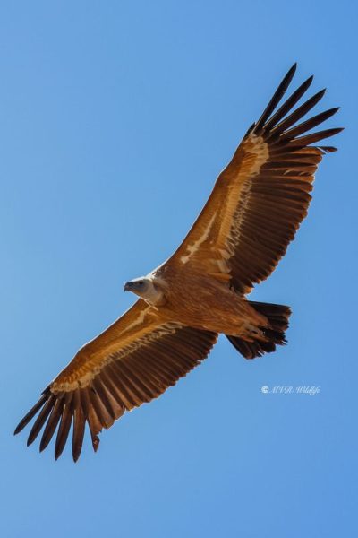 BR8A2811-Vale-Gier-Griffon-Vulture-Gansegeier-Vautour-fauve-Buitre-comun_1