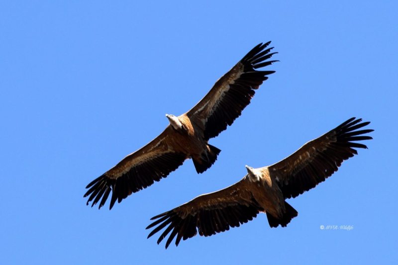 BR8A7360-Vale-Gier-Griffon-Vulture-Gansegeier-Vautour-fauve-Buitre-comun_1