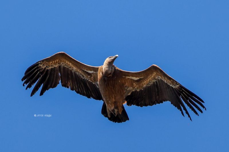 BR8A7826-Vale-Gier-Griffon-Vulture-Gansegeier-Vautour-fauve-Buitre-comun_1