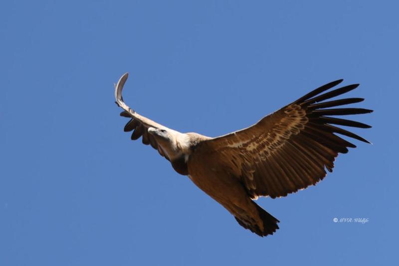 BR8A8481-Vale-Gier-Griffon-Vulture-Gansegeier-Vautour-fauve-Buitre-comun_1