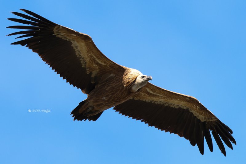 BR8A8844-Vale-Gier-Griffon-Vulture-Gansegeier-Vautour-fauve-Buitre-comun_1