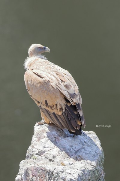 BR8A9271-Vale-Gier-Griffon-Vulture-Gansegeier-Vautour-fauve-Buitre-comun_1