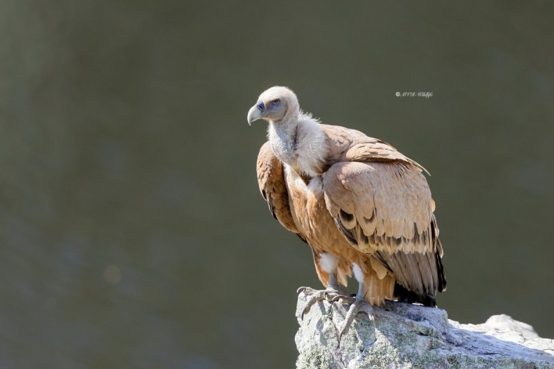 BR8A9333-Vale-Gier-Griffon-Vulture-Gansegeier-Vautour-fauve-Buitre-comun_1