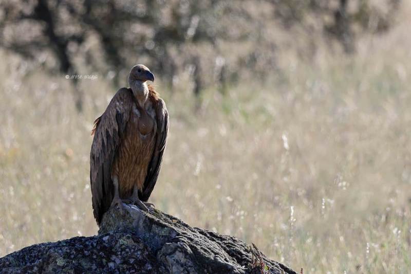 BR8A9934-Vale-Gier-Griffon-Vulture-Gansegeier-Vautour-fauve-Buitre-comun_1