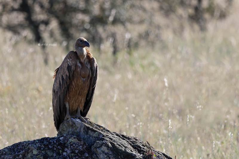 BR8A9934-Vale-Gier-Griffon-Vulture-Gansegeier-Vautour-fauve-Buitre-comun_1