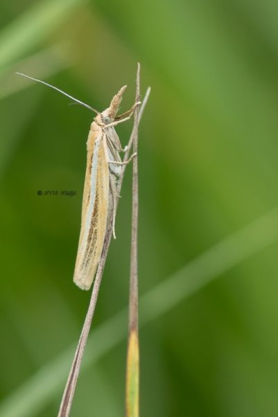 5X8A9282-Variabele-grasmot-Agriphila-tristella-Common-Grass-veneer-Gestreifter-Graszunsler-Crambus-des-tiges_1
