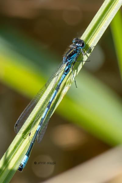 0N0A6798-Variabele-waterjuffer-Coenagrion-pulchellum-Variable-Bluet-Fledermaus-Azurjungfer-Agrion-joli-Coenagrion-pulchellum_1