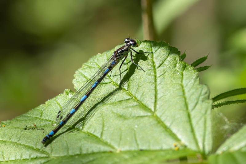 0N0A7050-Variabele-waterjuffer-Coenagrion-pulchellum-Variable-Bluet-Fledermaus-Azurjungfer-Agrion-joli-Coenagrion-pulchellum_1