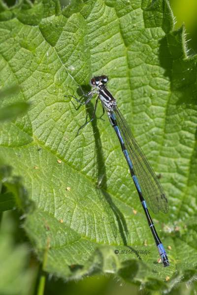 0N0A7064-Variabele-waterjuffer-Coenagrion-pulchellum-Variable-Bluet-Fledermaus-Azurjungfer-Agrion-joli-Coenagrion-pulchellum_1