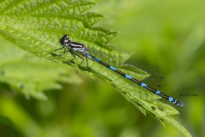 0N0A7083-Variabele-waterjuffer-Coenagrion-pulchellum-Variable-Bluet-Fledermaus-Azurjungfer-Agrion-joli-Coenagrion-pulchellum_1