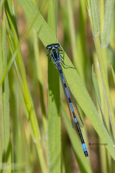 0N0A7275-Variabele-waterjuffer-Coenagrion-pulchellum-Variable-Bluet-Fledermaus-Azurjungfer-Agrion-joli-Coenagrion-pulchellum_1