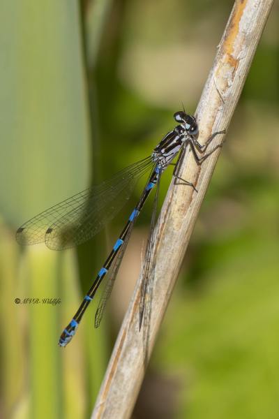 0N0A7444-Variabele-waterjuffer-Coenagrion-pulchellum-Variable-Bluet-Fledermaus-Azurjungfer-Agrion-joli-Coenagrion-pulchellum_1