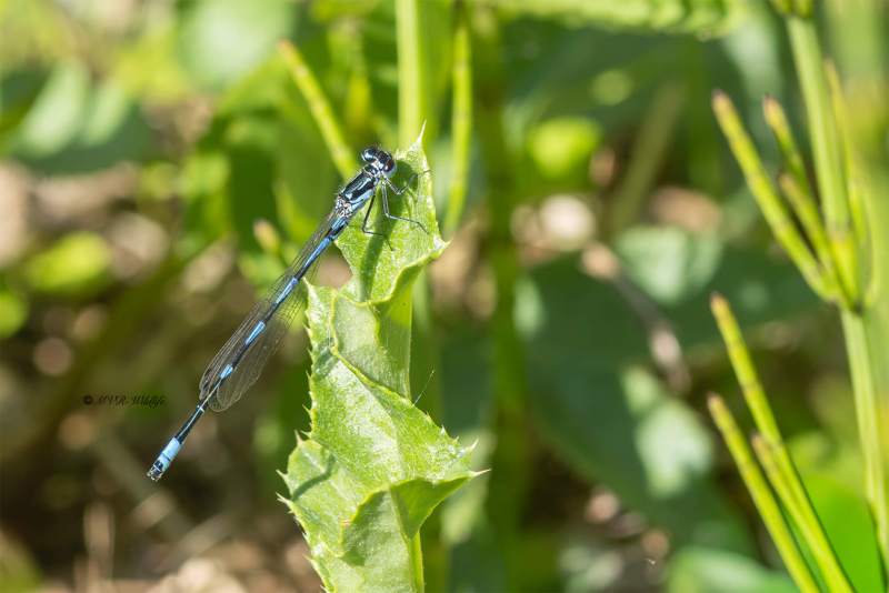 0N0A7459-Variabele-waterjuffer-Coenagrion-pulchellum-Variable-Bluet-Fledermaus-Azurjungfer-Agrion-joli-Coenagrion-pulchellum_1