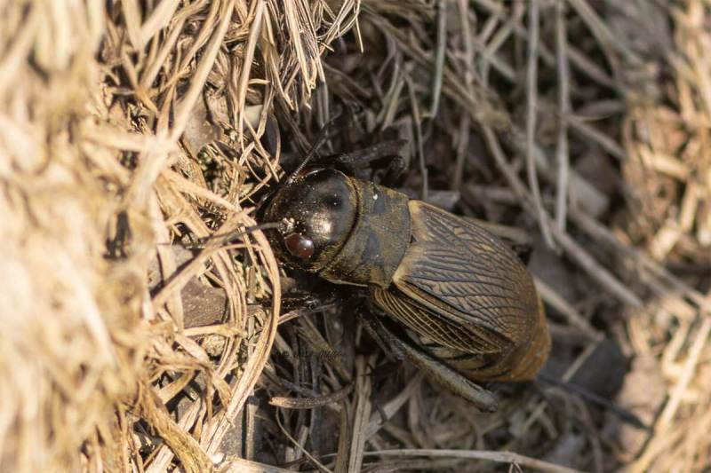 5X8A1297-Veldkrekel-Gryllus-campestris-Field-Cricket-Feldgrille-Grillon-des-champs-Grillo-de-campo_1