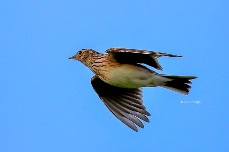 B65A2676-Veldleeuwerik-Skylark-Feldlerche-Alouette-des-champs-Alondra-comun_1