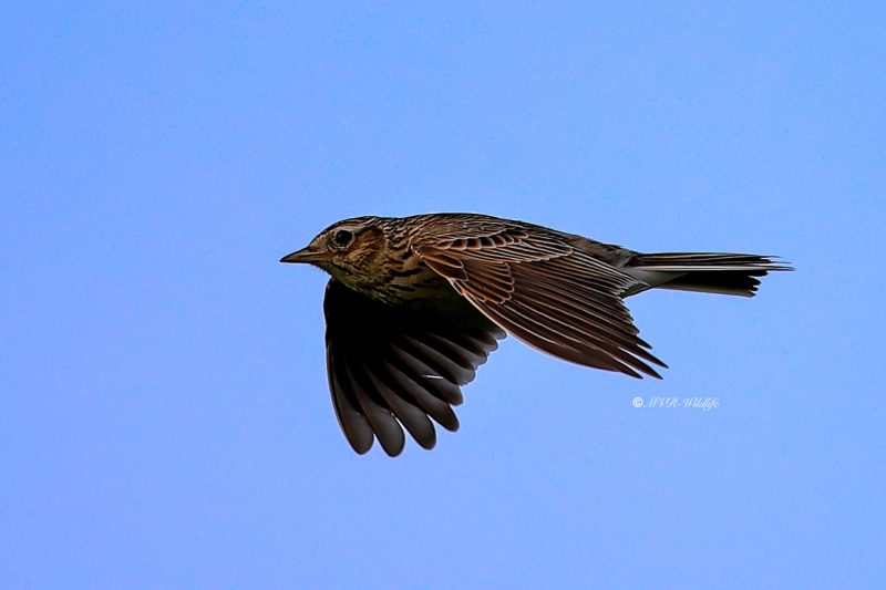 B65A2681-Veldleeuwerik-Skylark-Feldlerche-Alouette-des-champs-Alondra-comun_1