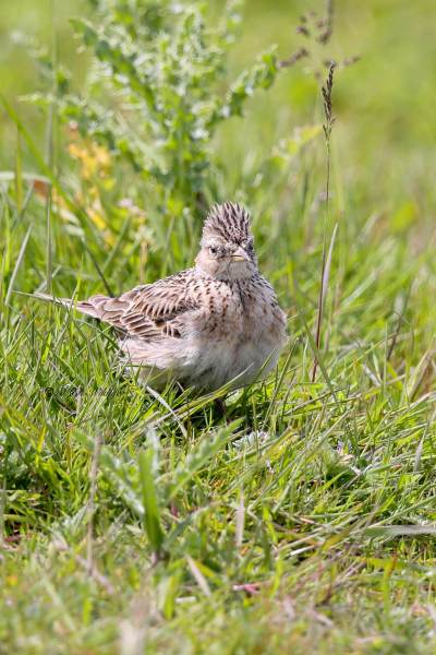 BR8A4344-Veldleeuwerik-Skylark-Feldlerche-Alouette-des-champs-Alondra-comun_1