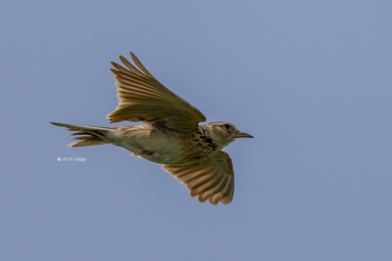 BR8A4356-Veldleeuwerik-Skylark-Feldlerche-Alouette-des-champs-Alondra-comun_1
