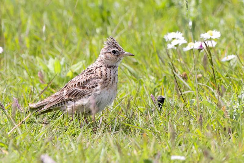 BR8A4574-Veldleeuwerik-Skylark-Feldlerche-Alouette-des-champs-Alondra-comun_1