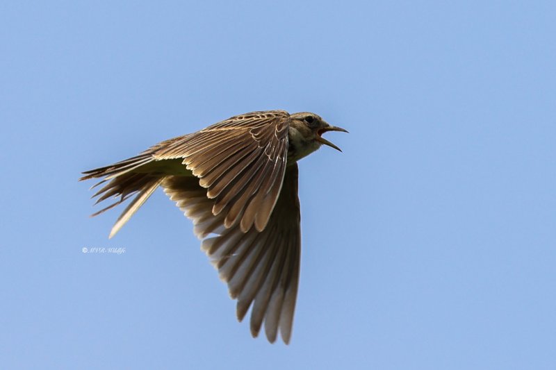 BR8A4576-Veldleeuwerik-Skylark-Feldlerche-Alouette-des-champs-Alondra-comun_1