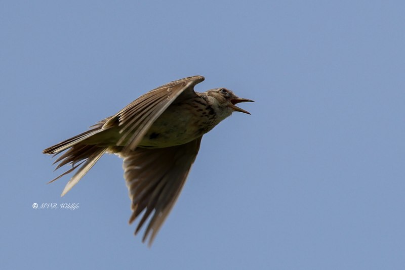 BR8A4577-Veldleeuwerik-Skylark-Feldlerche-Alouette-des-champs-Alondra-comun_1