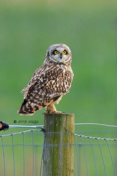 BR8A6837-Verbeterd-Velduil-Asio-flammeus-Short-eared-Owl-Sumpfohreule-Hibou-des-marais-Buho-campestre_1