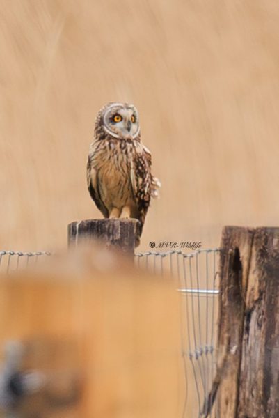 BR8A6986-Velduil-Asio-flammeus-Short-eared-Owl-Sumpfohreule-Hibou-des-marais-Buho-campestre_1