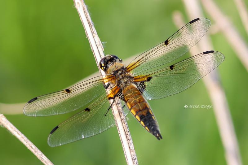 B65A9798-Viervlek-Libellula-Quadrimaculata-Four-Spotted-Chaser-Vierfleck-Libellule-a-quatre-taches_1