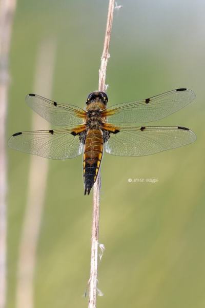 B65A9809-Viervlek-Libellula-Quadrimaculata-Four-Spotted-Chaser-Vierfleck-Libellule-a-quatre-taches_1