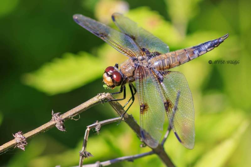 BR8A3843-Viervlek-Libellula-Quadrimaculata-Four-Spotted-Chaser-Vierfleck-Libellule-a-quatre-taches_1