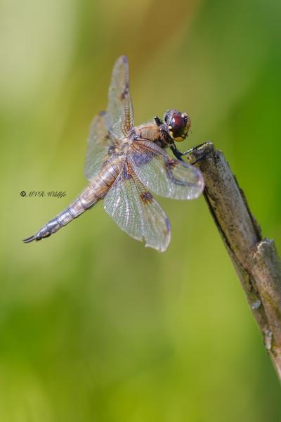 BR8A3854-Viervlek-Libellula-Quadrimaculata-Four-Spotted-Chaser-Vierfleck-Libellule-a-quatre-taches_1