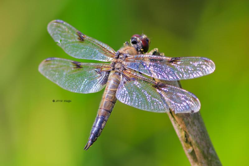 BR8A3860-Viervlek-Libellula-Quadrimaculata-Four-Spotted-Chaser-Vierfleck-Libellule-a-quatre-taches_1