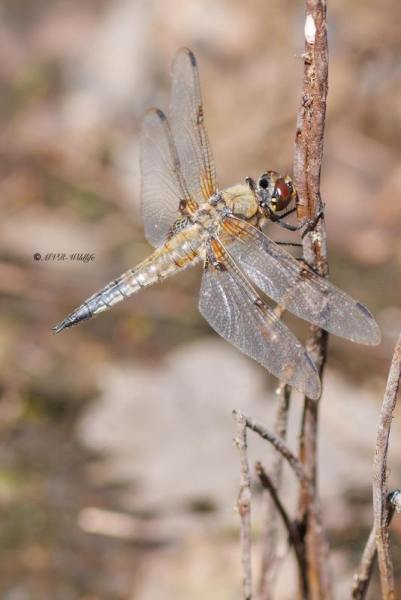 BR8A4111-Viervlek-Libellula-Quadrimaculata-Four-Spotted-Chaser-Vierfleck-Libellule-a-quatre-taches_1