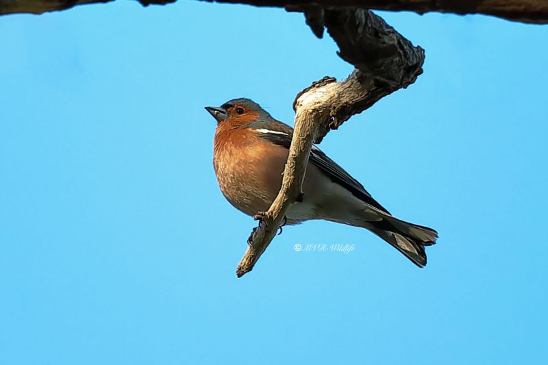 B65A0960-Vink-Chaffinch-Buchfink-Pinson-des-arbres-Pinzon-vulgar_1