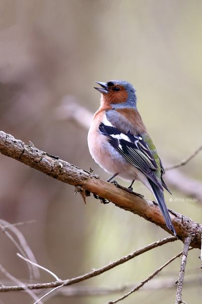 B65A1002-Vink-Chaffinch-Buchfink-Pinson-des-arbres-Pinzon-vulgar_1