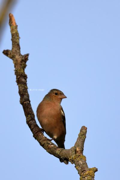 B65A4322-Vink-Chaffinch-Buchfink-Pinson-des-arbres-Pinzon-vulgar_1