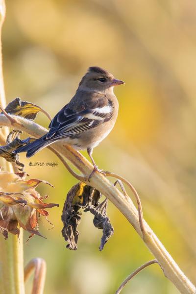 BR8A0782-Vink-Common-Chaffinch-Bunchfink-Pinson-des-Arbres-Pinzon-Vulgar_1