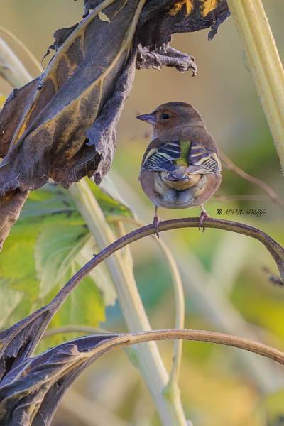 BR8A0807-Vink-Common-Chaffinch-Bunchfink-Pinson-des-Arbres-Pinzon-Vulgar_1
